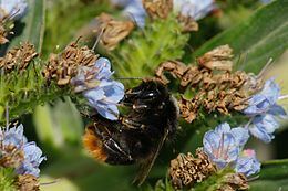 Didžiaakė kamanė (Bombus confusus)