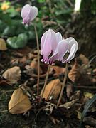 Cyclamen hederifolium en début de floraison.