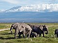 Kilimanjaro Dağı'nın kuzeyindeki Amboseli bataklıklarında otlayan filler