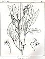 Drawing by Margaret Flockton in Joseph Maiden's Forest Flora