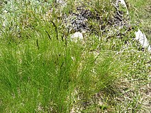 Festuca violacea01.jpg