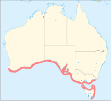 Rozšíření chobotnice skvrnité podél pobřeží jihu Austrálie a Tasmánie