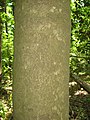 Bark