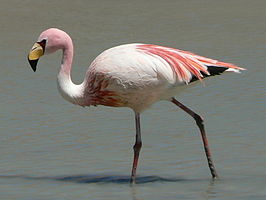 James' flamingo