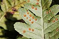 Polypodium hesperium