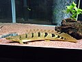 Barred bichir