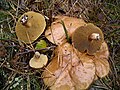 Kuh-Röhrling (Suillus bovinus)