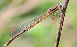 Sympecma fusca, Եվրասիա, Հյուսիսային Աֆրիկա