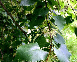 Mažalapė liepa (Tilia cordata)