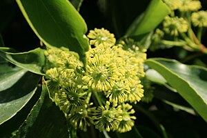 Trochodendron aralioides