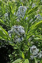 Amsonia ciliata