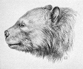 Arctotherium bonariense