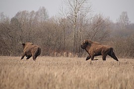 Зубры заказника "Муромский"