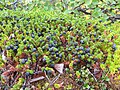 Crowberry Empetrum hermaphroditum paarnat / sortebær / revling Paarnat, Almindelig Revling