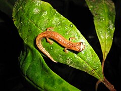 Description de l'image Bolitoglossa walkerii.jpg.