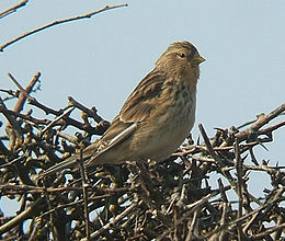 Geltonsnapis čivylis (Carduelis flavirostris)