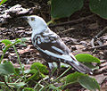 Un zanate norteño leucístico (Quiscalus quiscula)