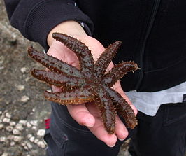 Coscinasterias acutispina