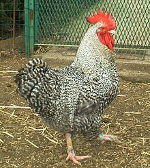 Coq Marans coucou argenté