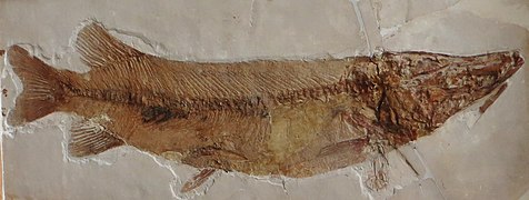 Fossile d'Esox lepidotus.