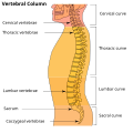 Vertebral column