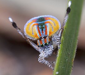 Самец Maratus volans