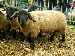 Image illustrative de l’article Suffolk (race ovine)