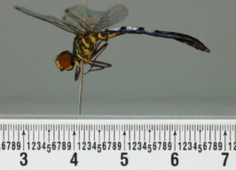 Tapeinothemis boharti