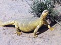 Uromastyx acanthinura