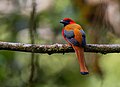 Whitehead's trogon, back view