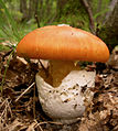 Kaiserling (Amanita caesarea)