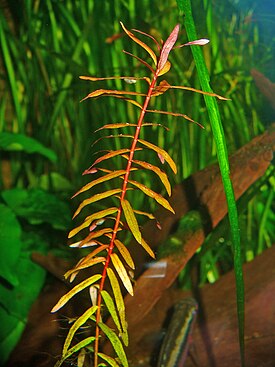 Ammannia senegalensis