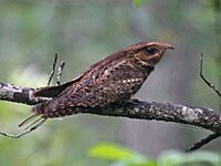 Perched on a branch