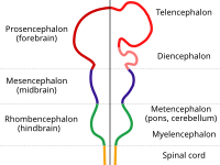 脊椎動物胎仔の脳の主要構造を示す図。これらの領域は前脳（Procencephalon）、中脳（Mecencephalon）、および菱脳（Rhombencephalon）へと分化する。