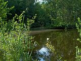 Moorteich im Randbereich