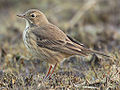 Buff-bellied Pipit