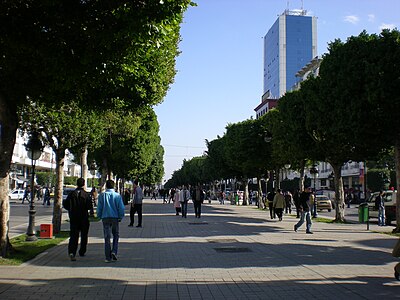 Allée centrale de l'avenue.