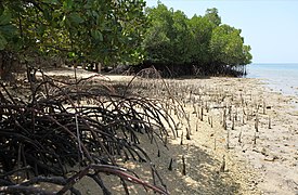 Mangroves