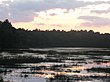 View of densely-vegetated Atlantic White Cedar bog at Bass River State Forest