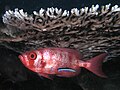 Image 36Cleaner wrasse signals its cleaning services to a big eye squirrelfish (from Animal coloration)