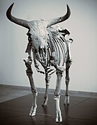 Cow skeleton