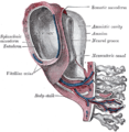 Model of human embryo 1.3 mm. long.