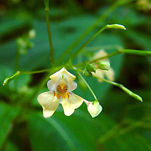 Småblomstret Balsamin (Impatiens parviflora) Foto: ArtMechaic