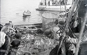 Skreien tas opp etter at snurpenoten er dradd inn mot fartøysiden. Snurpenot var bare tillatt noe få år etter 1949. Foto: Kristian Magnus Kanstad