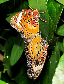 Male and female, coupling, undersides, on leaf