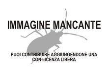 Immagine di Omaniidae mancante