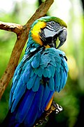 Blue-and-yellow macaw (Ara ararauna)