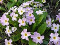 Light pink flowers (subsp. sibthorpii)