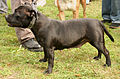 American Staffordshire Terrier