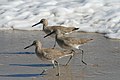 « La plage était grise dans la lumière de l'après-midi et il y avait un troupeau de chevaliers semipalmés (« willet » en anglais) qui y cherchait sa nourriture » (At Sea, début du paragraphe 19).